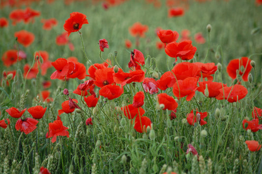 Poppies field #2