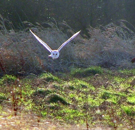 Barn Owl