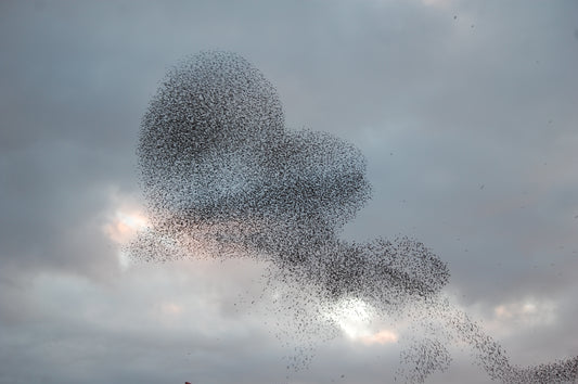 Murmuration #2