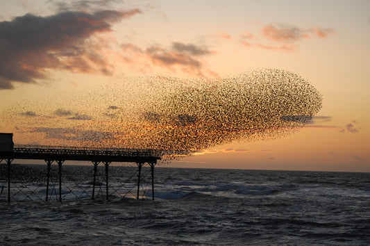 Murmuration