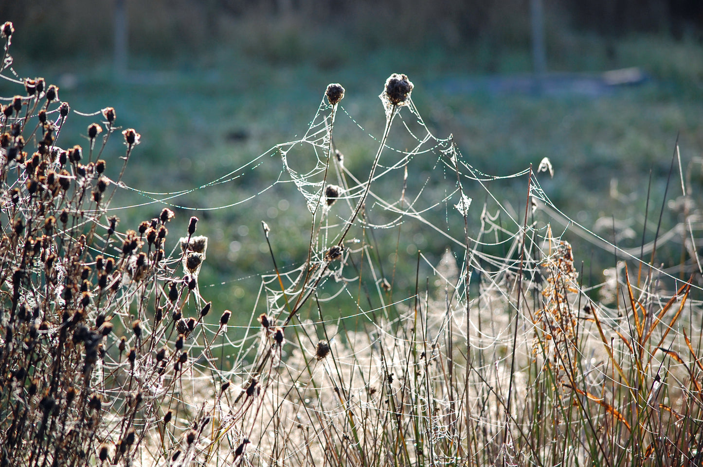 Cobwebs in field